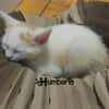 HUMBERTO