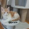HORACIO