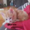 HORACIO