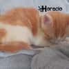 HORACIO