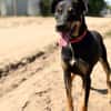 Valdo -Fröhlicher Hundemann sucht Menschen zum Ankommen