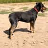 Valdo -Fröhlicher Hundemann sucht Menschen zum Ankommen