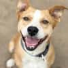 Baki -Hübscher Hundejunge sucht aktive & erfahrene Menschen!