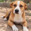 Baki -Hübscher Hundejunge sucht aktive & erfahrene Menschen!