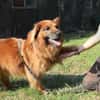 Knut, nur für Hundeprofis