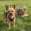 Rocky in 42859 Remscheid