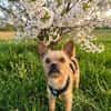 Rocky in 42859 Remscheid