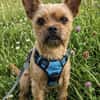 Rocky in 42859 Remscheid