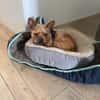 Rocky in 42859 Remscheid