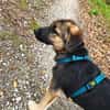 Welpe Dorie  Die treue Seele mit dem Schäferhund-Gen