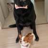 Helena sucht dringend Zuhause