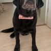 Helena sucht dringend Zuhause