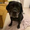 Helena sucht dringend Zuhause