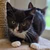 Katzenkind Theo