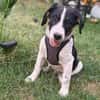 Beagle mix Shaban