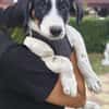 Beagle mix Shaban