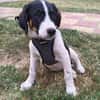 Beagle mix Shaban