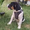 Beagle mix Shaban