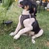 Beagle mix Shaban