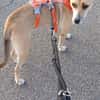 Sowa sucht dringend einen Einzelplatz!