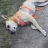 Sowa sucht dringend einen Einzelplatz!