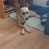 Sowa sucht dringend einen Einzelplatz!