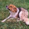 Rico 2,5 Jahre sucht Dich