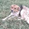 Rico 2,5 Jahre sucht Dich