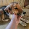 Rico 2,5 Jahre sucht Dich