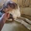 Rico 2,5 Jahre sucht Dich