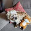 Penny sucht ein Zuhause