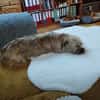 Penny sucht ein Zuhause