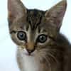 Katzenkind Ember