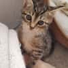 Katzenkind Ember