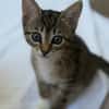 Katzenkind Ember