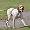 Pointer Chico sucht seine Menschen