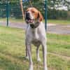 Pointer Chico sucht seine Menschen