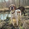 Pointer Chico sucht seine Menschen