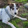 sozialer Rolli-Hund JOSCHI sucht seine Menschen