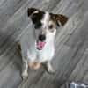 sozialer Rolli-Hund JOSCHI sucht seine Menschen
