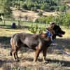 Coco sucht seine Menschen