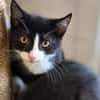 Katzenkind Timon