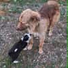 Capuccina 1-2 Jahre