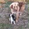Capuccina 1-2 Jahre