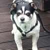 Raton - jetzt Rocky, Hundeopi sucht Zuhause
