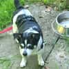 Raton - jetzt Rocky, Hundeopi sucht Zuhause