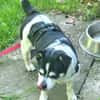 Raton - jetzt Rocky, Hundeopi sucht Zuhause