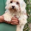 Amalka° 66740 Saarlouis
