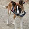 Romo, agil, verspielt, lernwillig