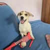 Hallo! Ich bin Peanut und suche Dich :-)
